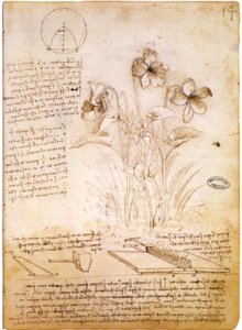 geometrické obrazce a botanická kresba od Leonardo da Vinci